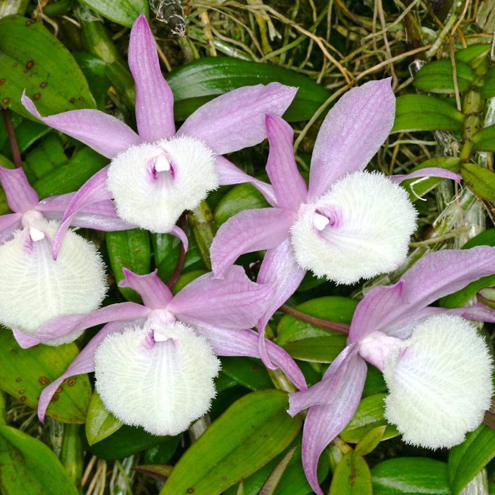 Dendrobium aphyllum (variegata)