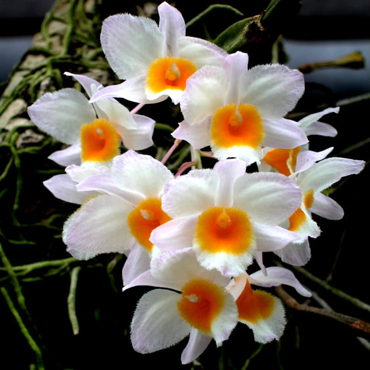 Dendrobium farmeri