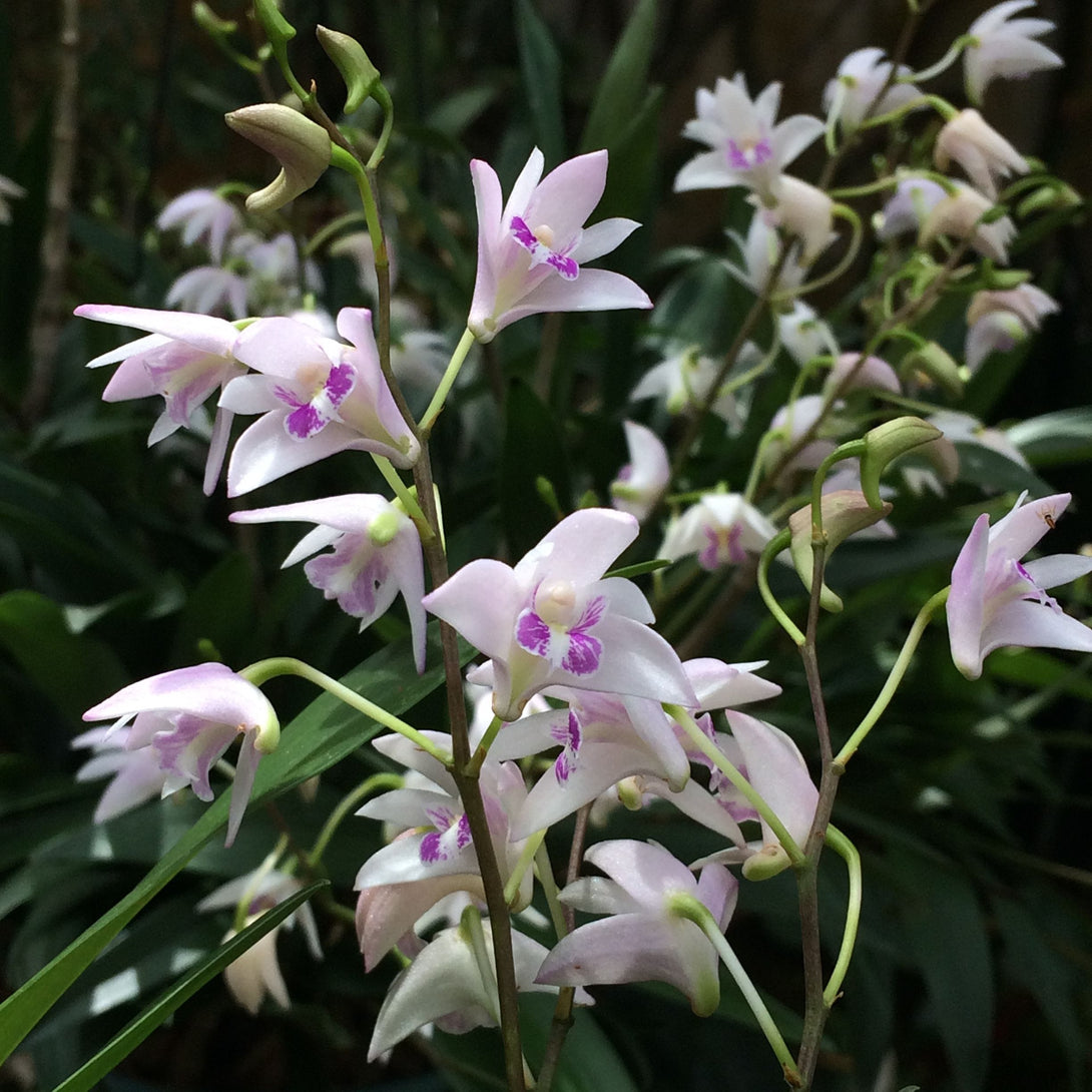 Dendrobium kingianum var. semi-alba (King Dendrobium)