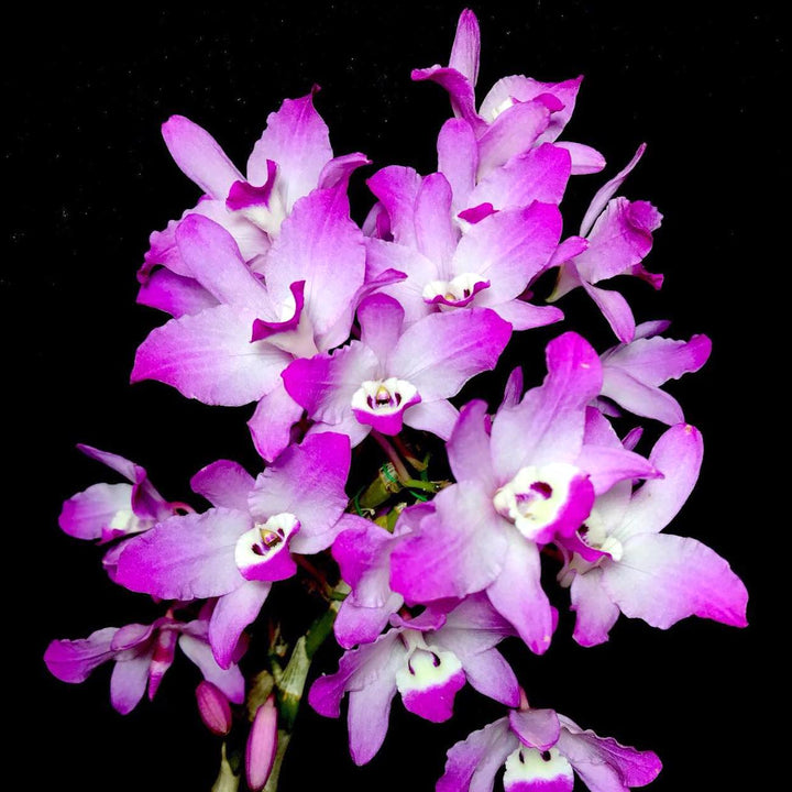 Dendrobium linawianum