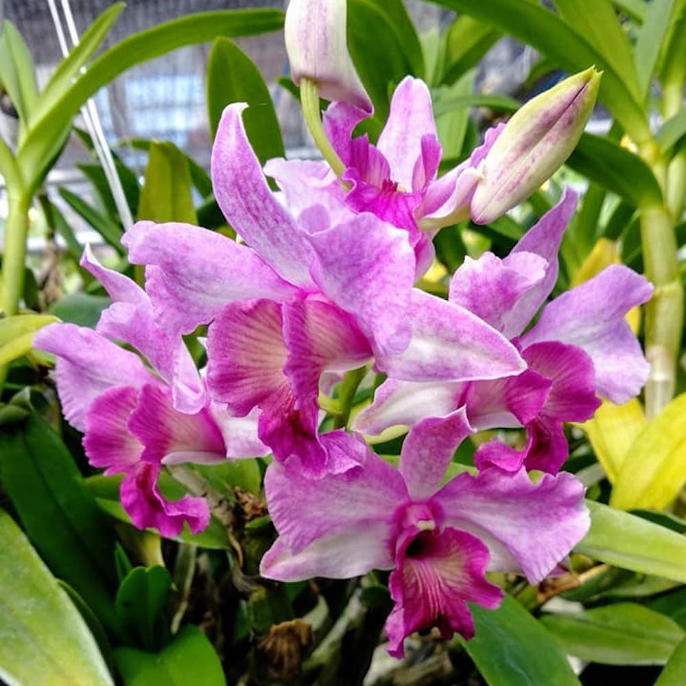 Dendrobium Emma Proud King (Dendrobium Proud Appeal)