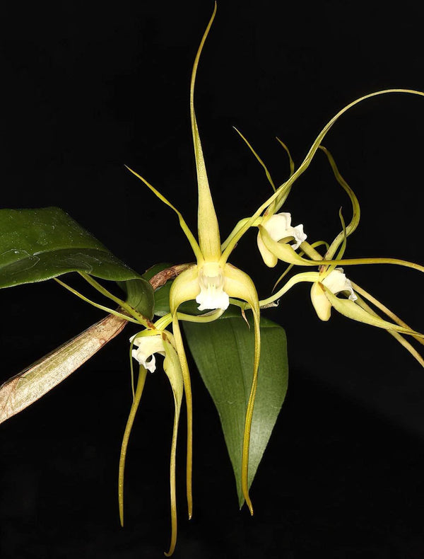 Dendrobium tetragonum var. alba