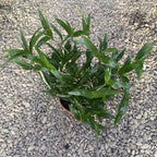 Dendrobium Berry Oda XXL parfumé