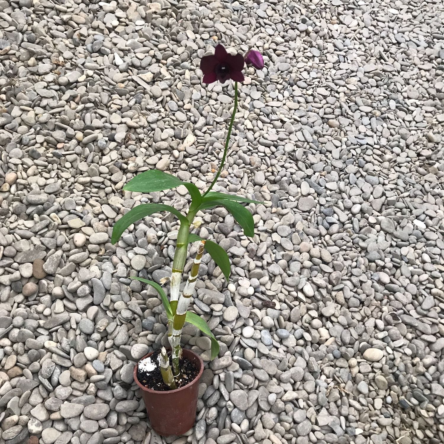 Dendrobium Black Jelly