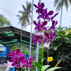 Dendrobium Blue Violetta