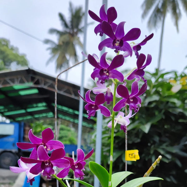 Dendrobium Blue Violetta