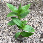 Dendrobium Kék Violetta