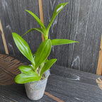 Dendrobium Burana Emerald - Sundae n°3 (Dendrobium Phalaenopsis)