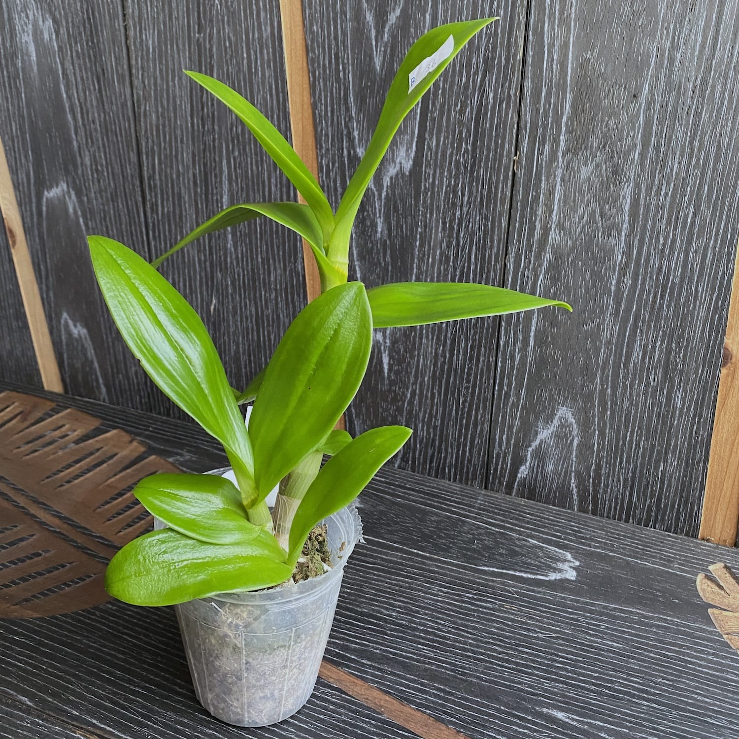 Dendrobium Burana Emerald - Sundae #3 (Dendrobium Phalaenopsis)