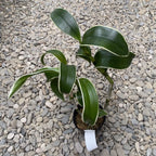 Дендробиум Бурана Емералд Джейд (пъстри листа)