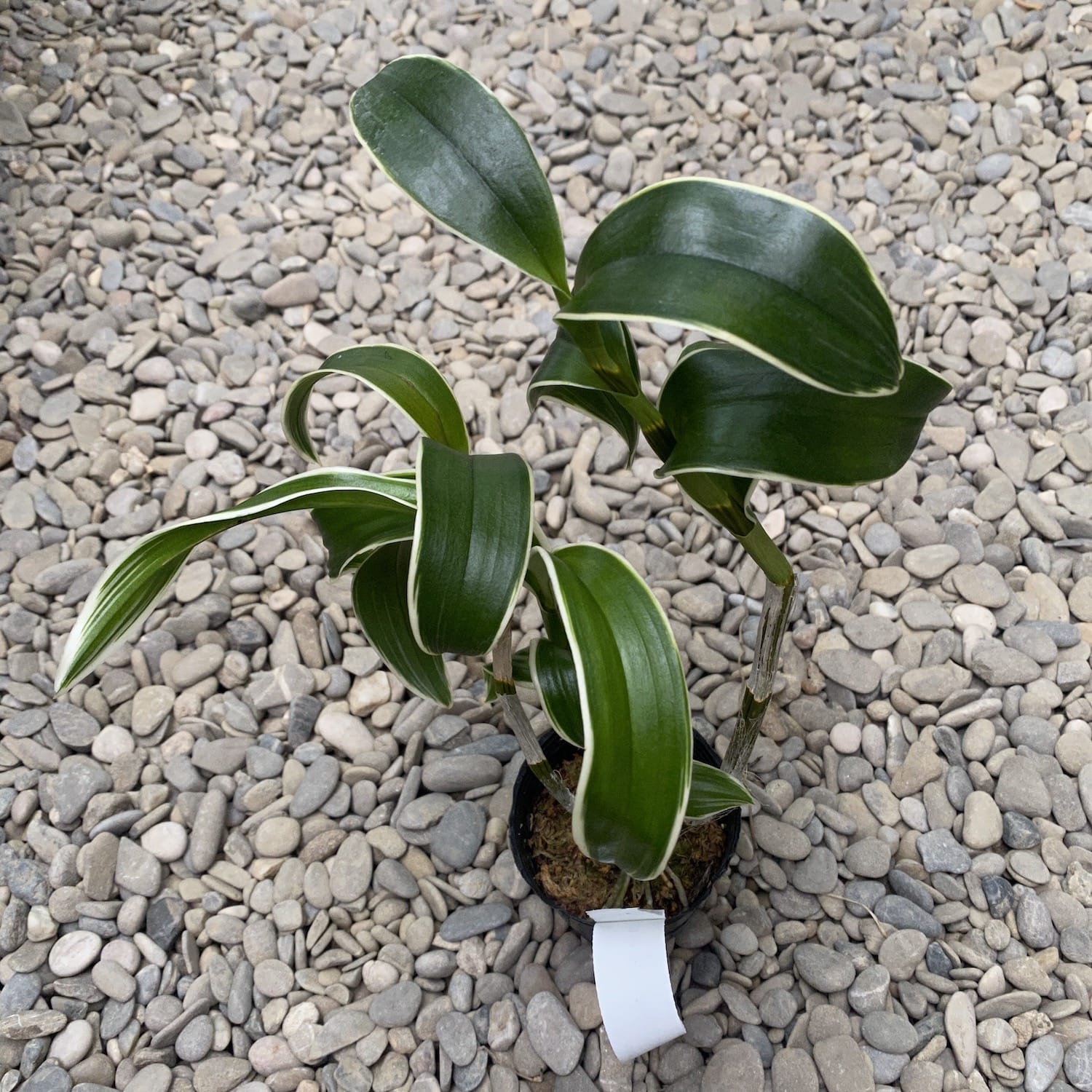 Дендробиум Бурана Емералд Джейд (пъстри листа)