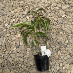 Дендробиум Бурана Емералд Джейд (пъстри листа)