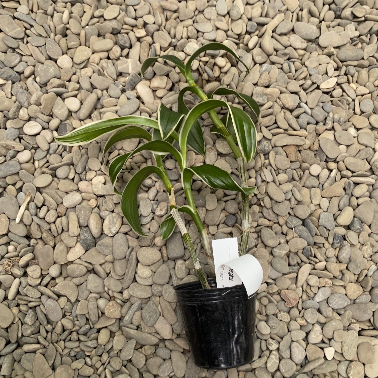 Дендробиум Бурана Емералд Джейд (пъстри листа)