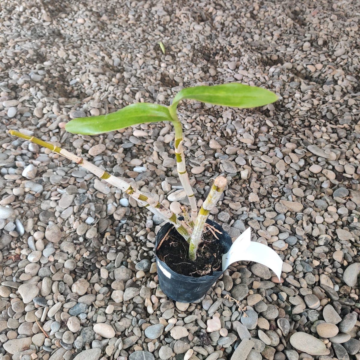 Dendrobium Burana Twist 'Hs'