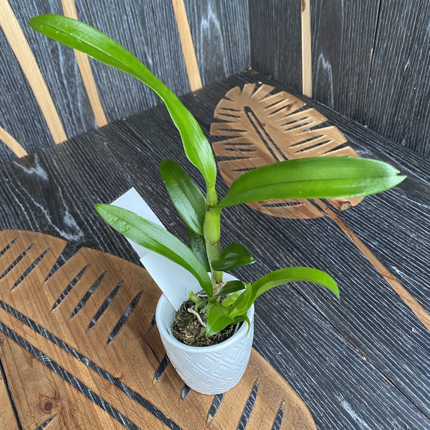 Dendrobium Dragon King II (Dendrobium Phalaenopsis)