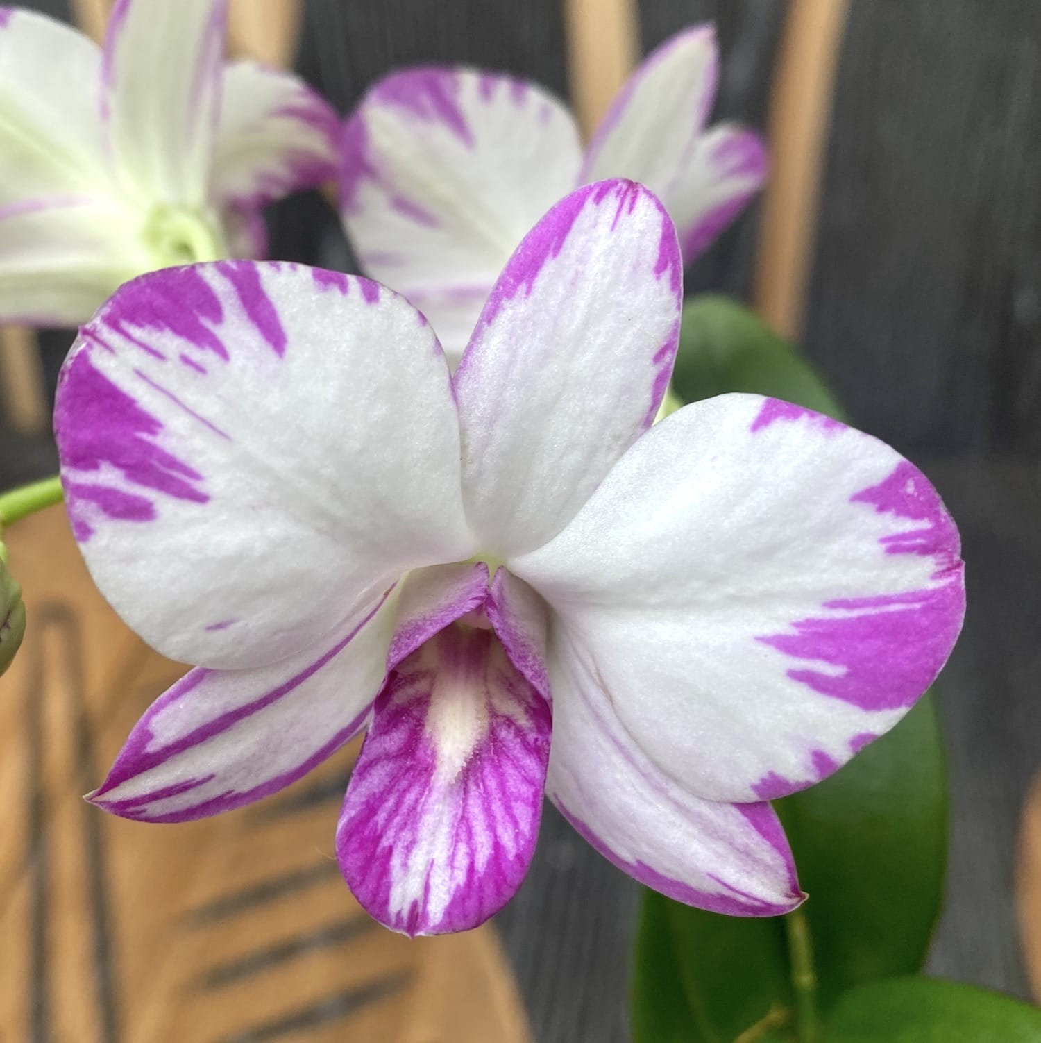 Dendrobium Enobi Purple 'Splash' AM/AOS