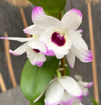 Dendrobium Love Memory