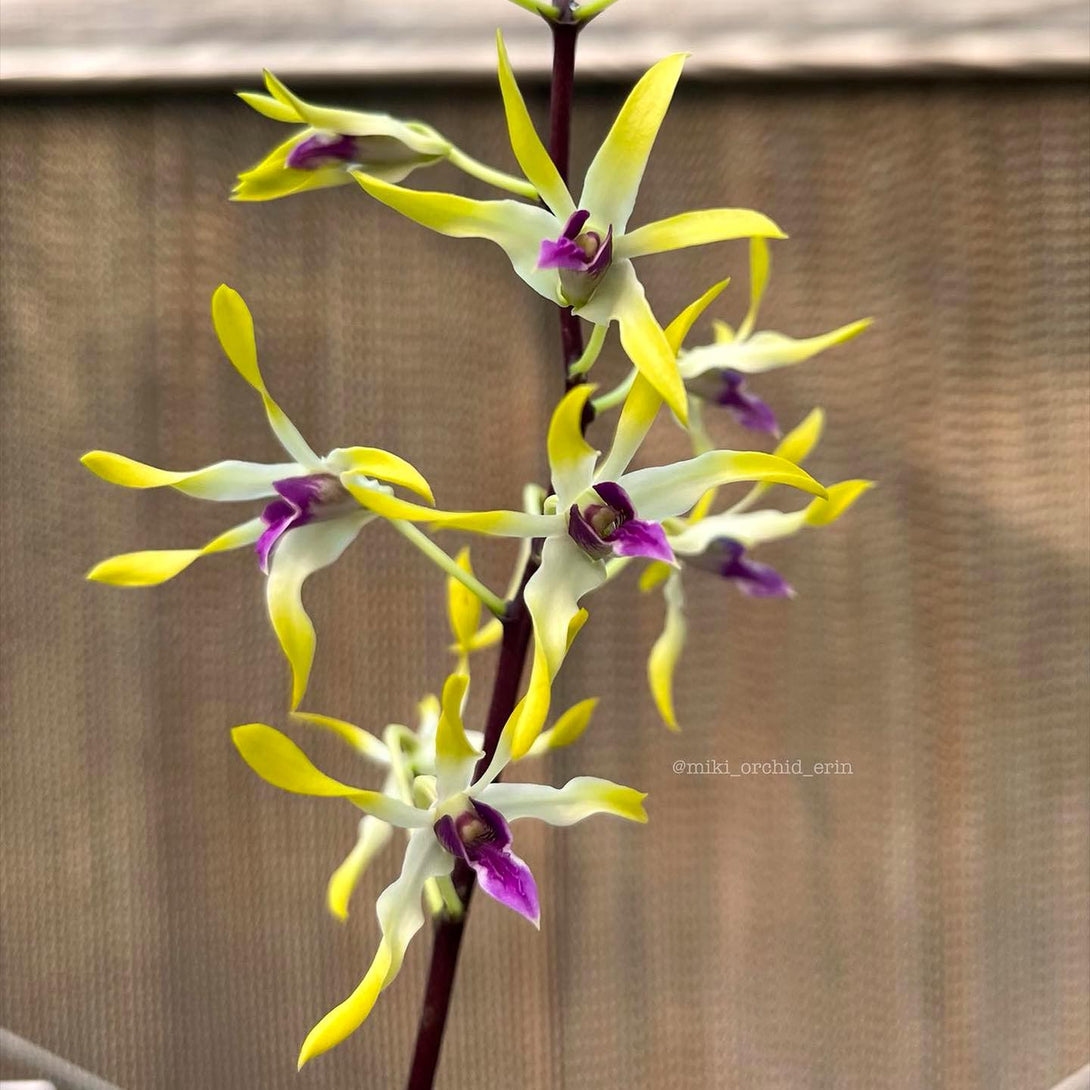 Dendrobium Muyi Pearl