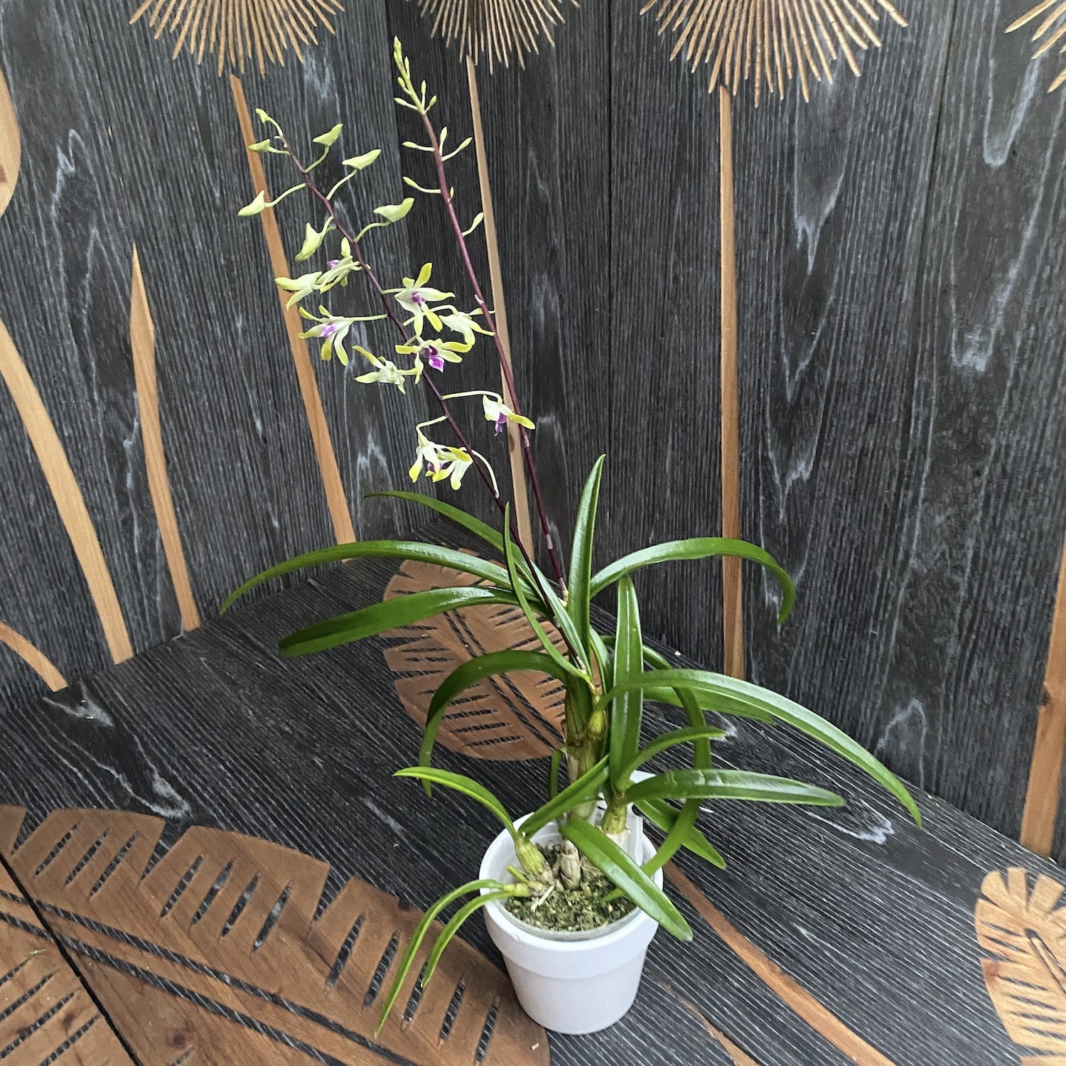 Dendrobium Muyi Pearl duftend