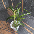 Dendrobium Muyi Pearl doftande