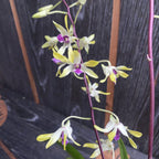 Dendrobium Muyi Pearl doftande