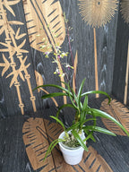 Dendrobium Muyi Pearl doftande