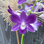 Dendrobium Phalaenopsis Blue Happiness