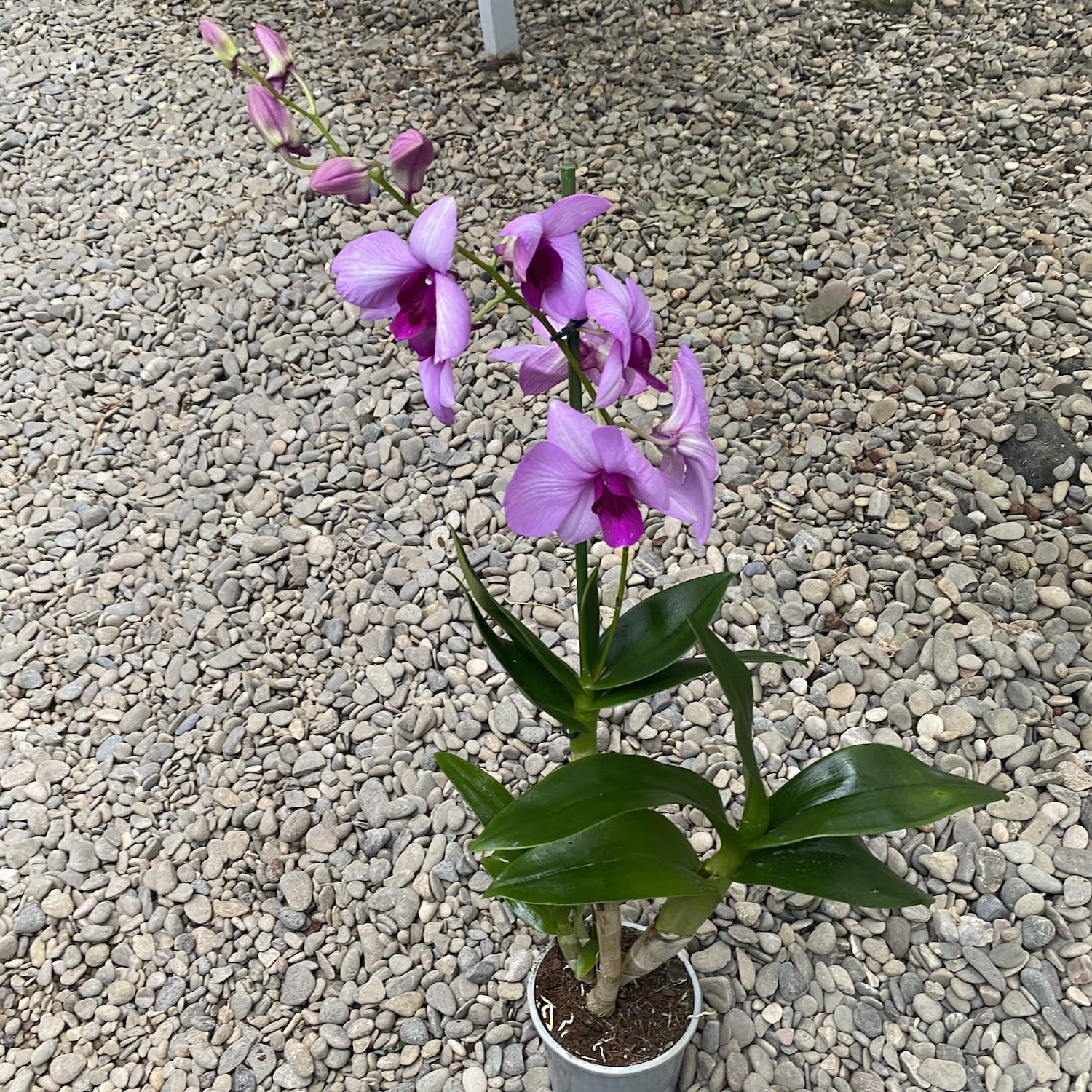 Dendrobium Phalaenopsis Full Moon Pink