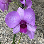 Dendrobium Phalaenopsis Full Moon Pink