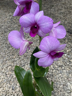 Dendrobium Phalaenopsis Full Moon Pink