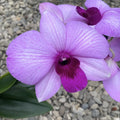 Dendrobium Phalaenopsis Full Moon Pink