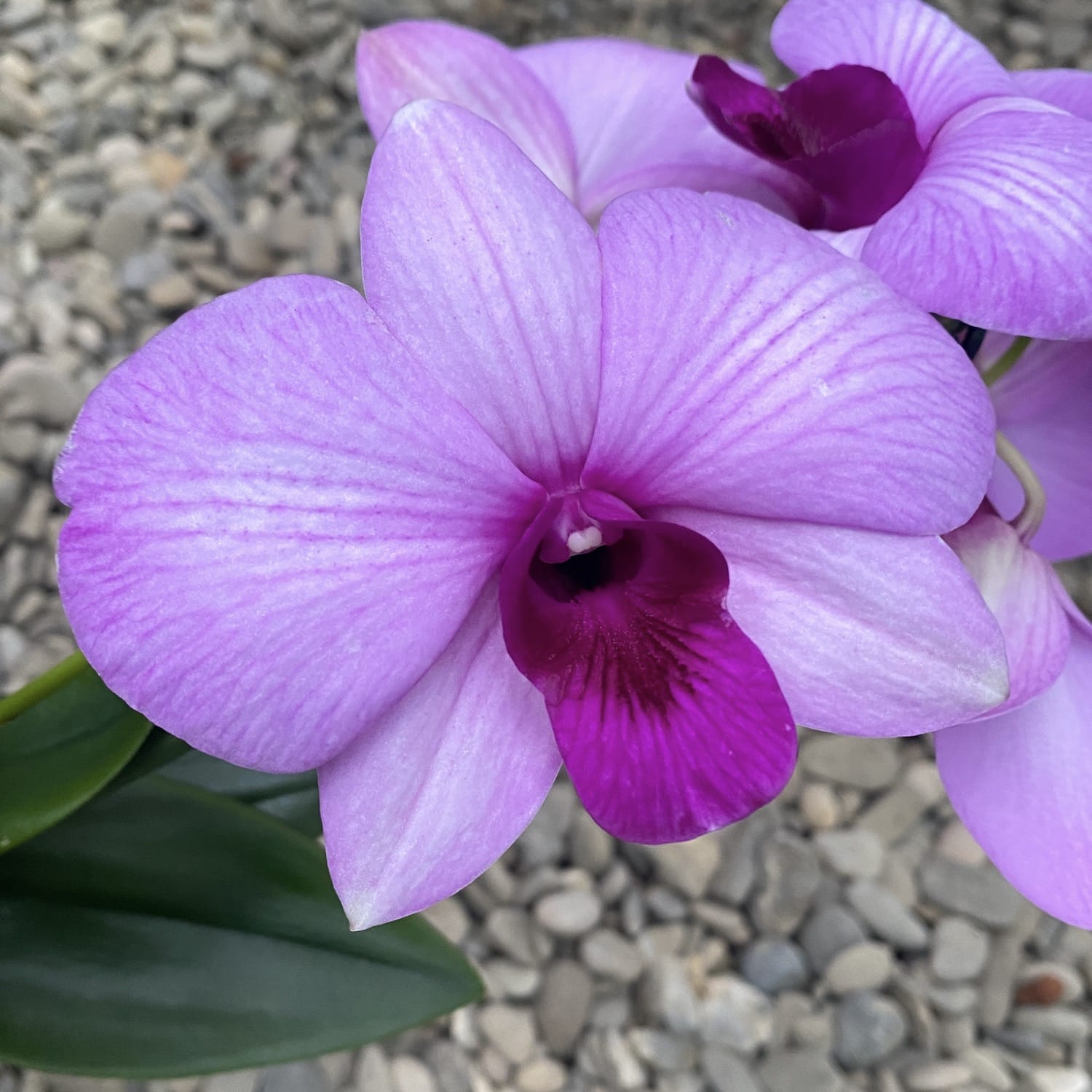 Dendrobium Phalaenopsis Full Moon Pink