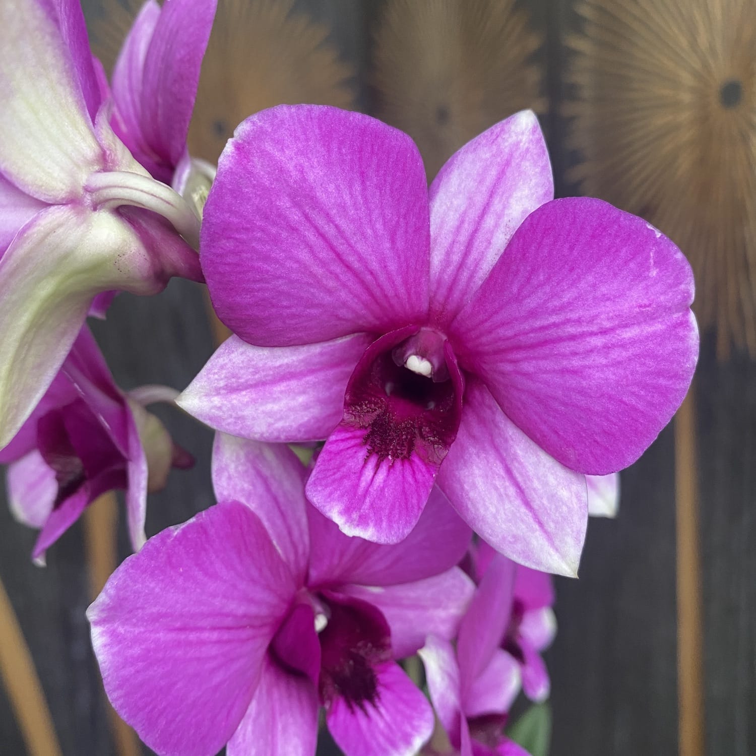 Dendrobium Phalaenopsis Pink Dolphin