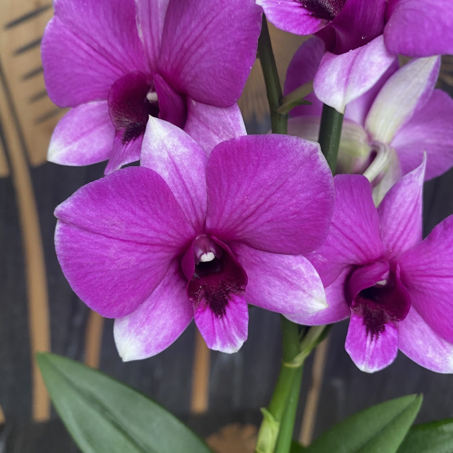 Dendrobium Phalaenopsis Pink Dolphin