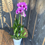 Dendrobium Phalaenopsis Pink Dolphin