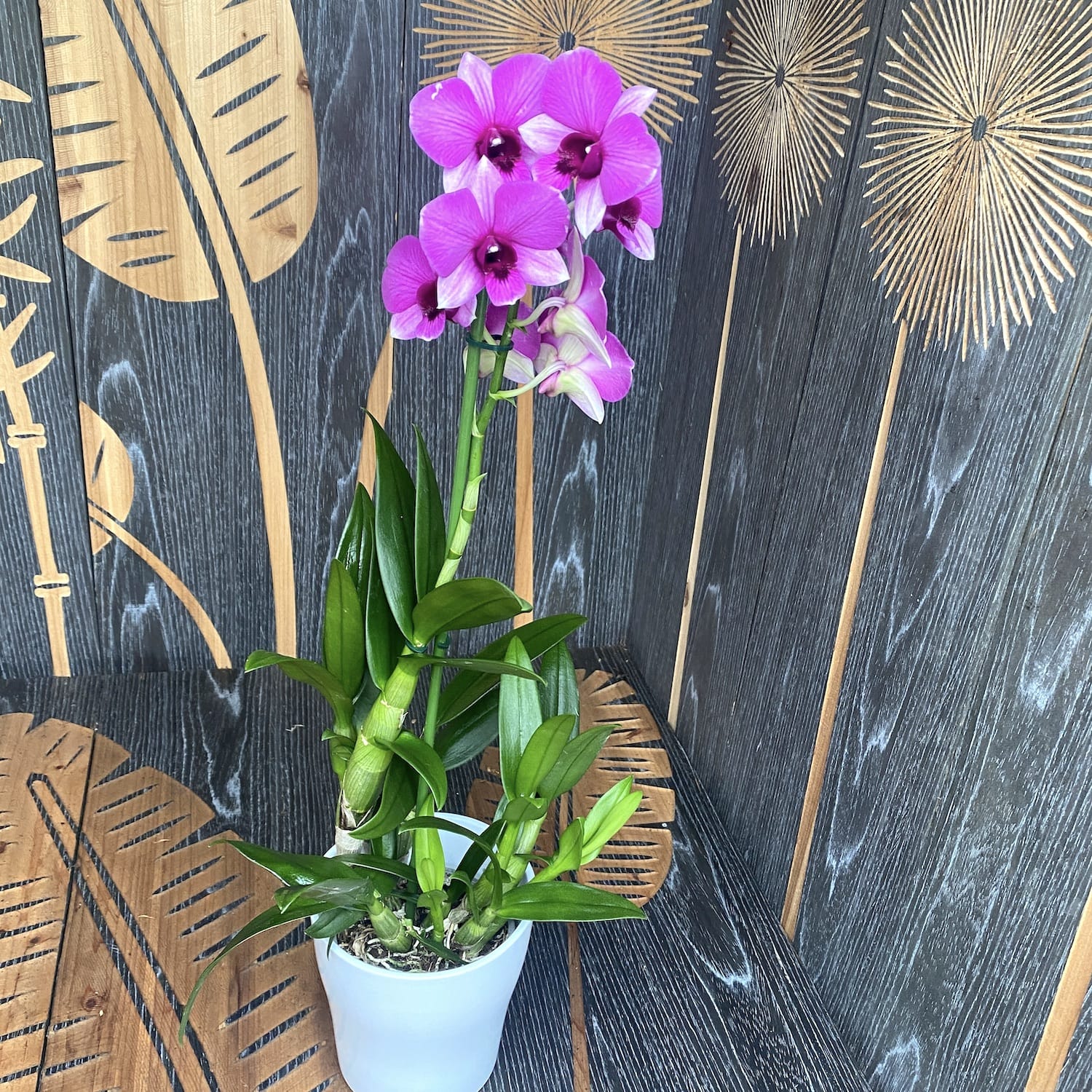 Dendrobium Phalaenopsis Pink Dolphin