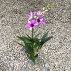 Dendrobium phalaenopsis Ροζ