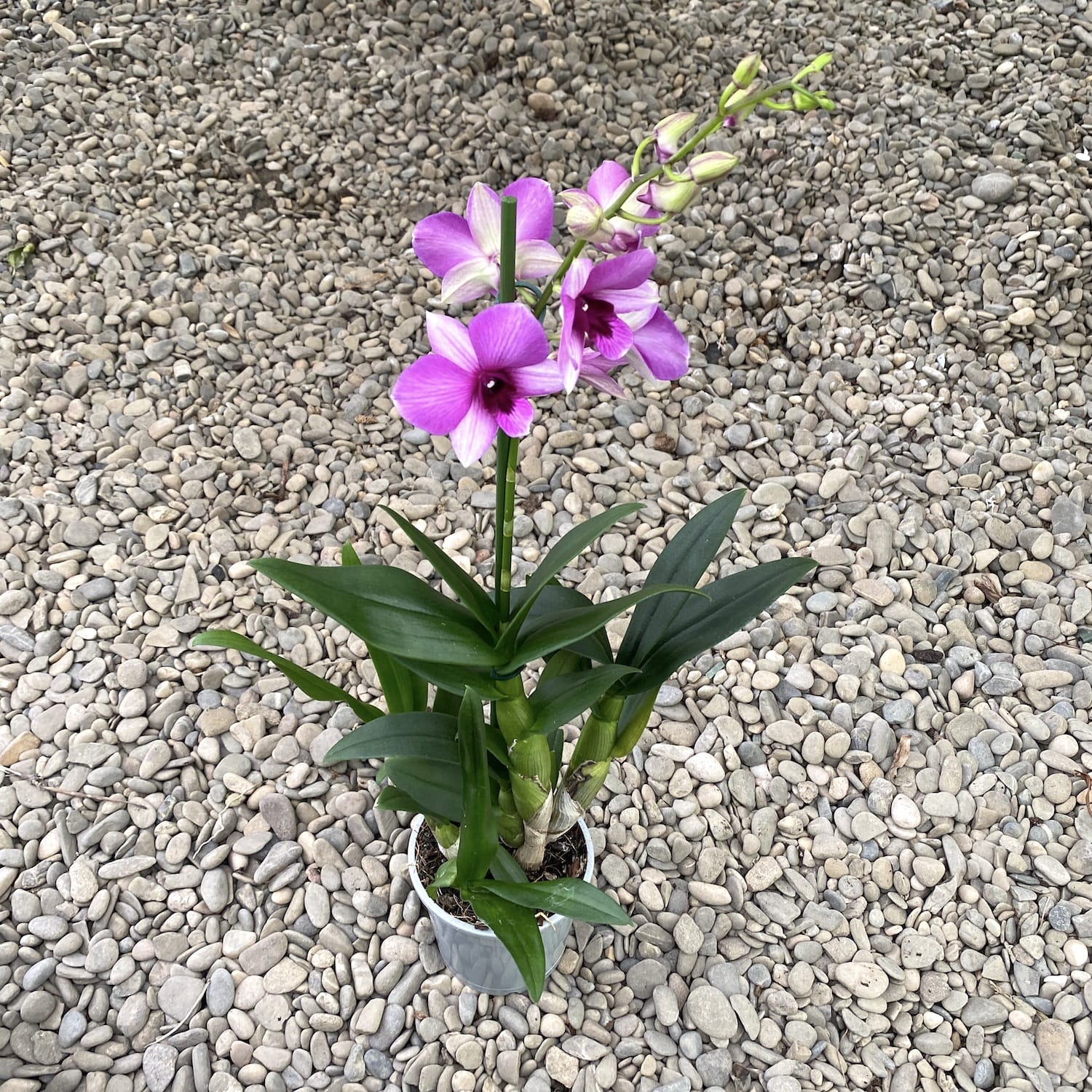 Dendrobium phalaenopsis Pink