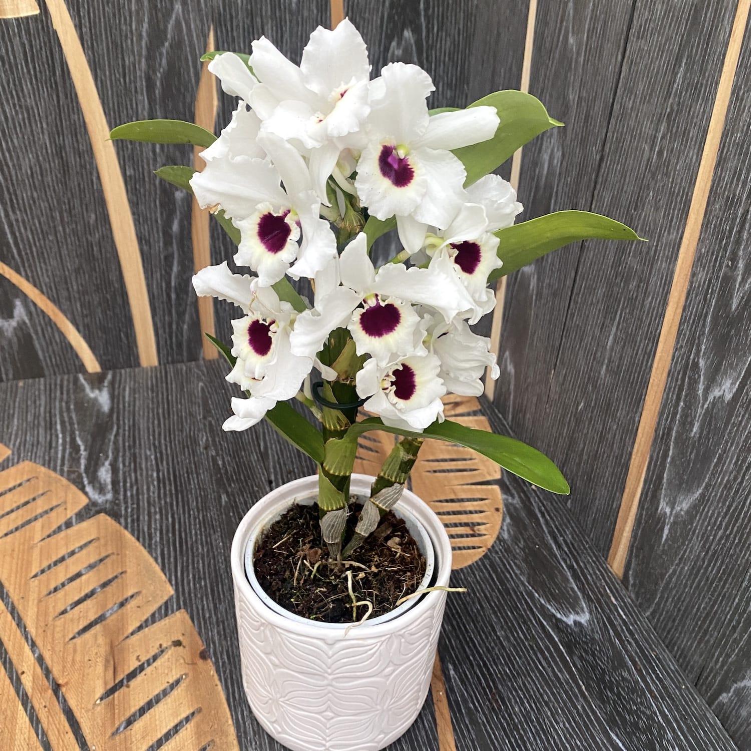Dendrobium Pure Heart (Black Eye) - parfumat
