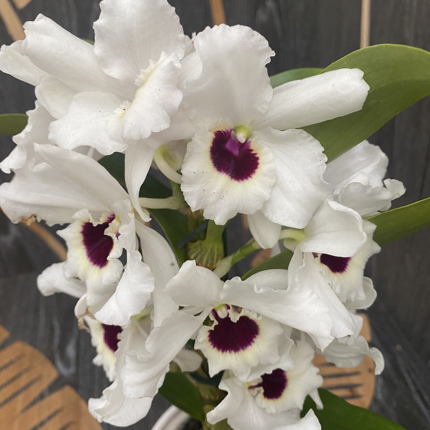 Dendrobium Pure Heart (Black Eye) - parfumat