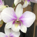 Dendrobium Phalaenopsis Konfetti Überraschung