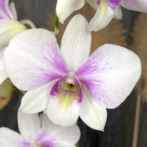 Dendrobium Phalaenopsis Konfetti-Überraschung