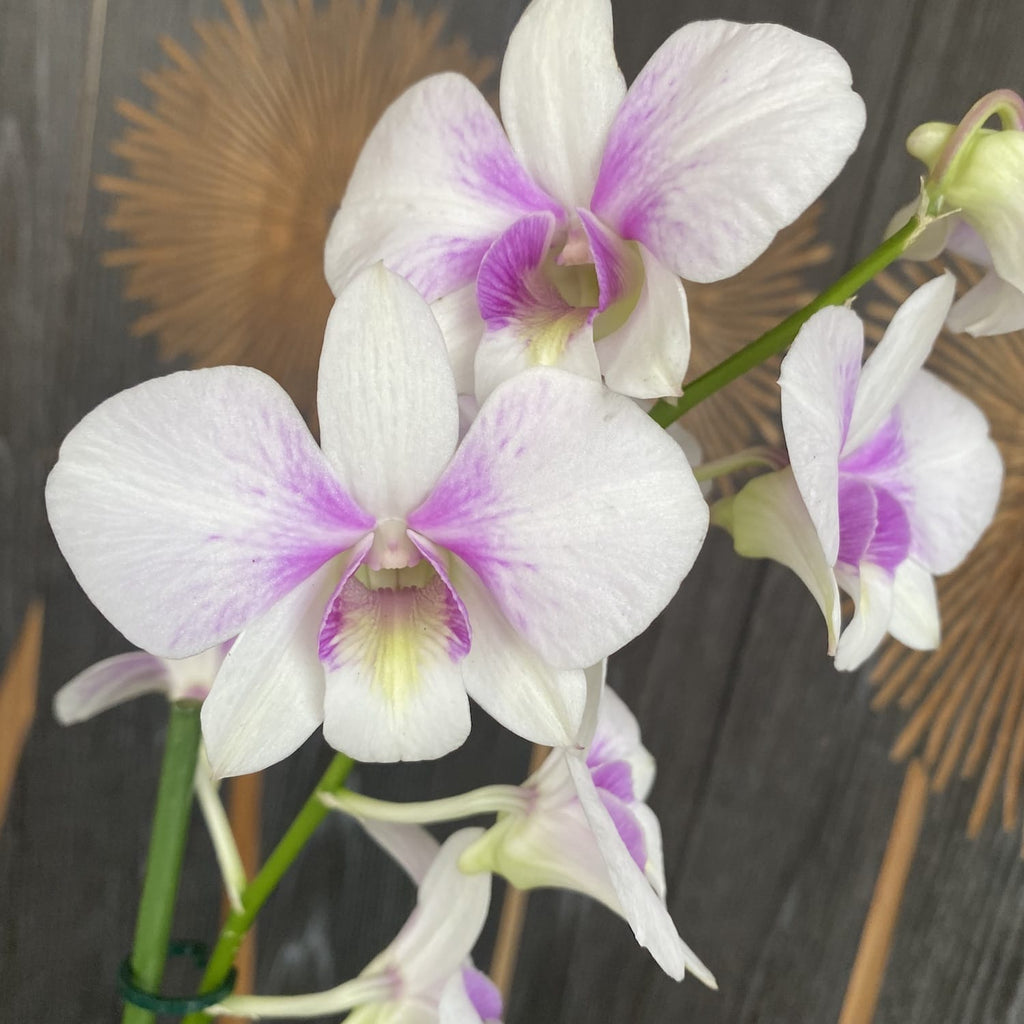 Dendrobium Phalaenopsis Confetti Surprise