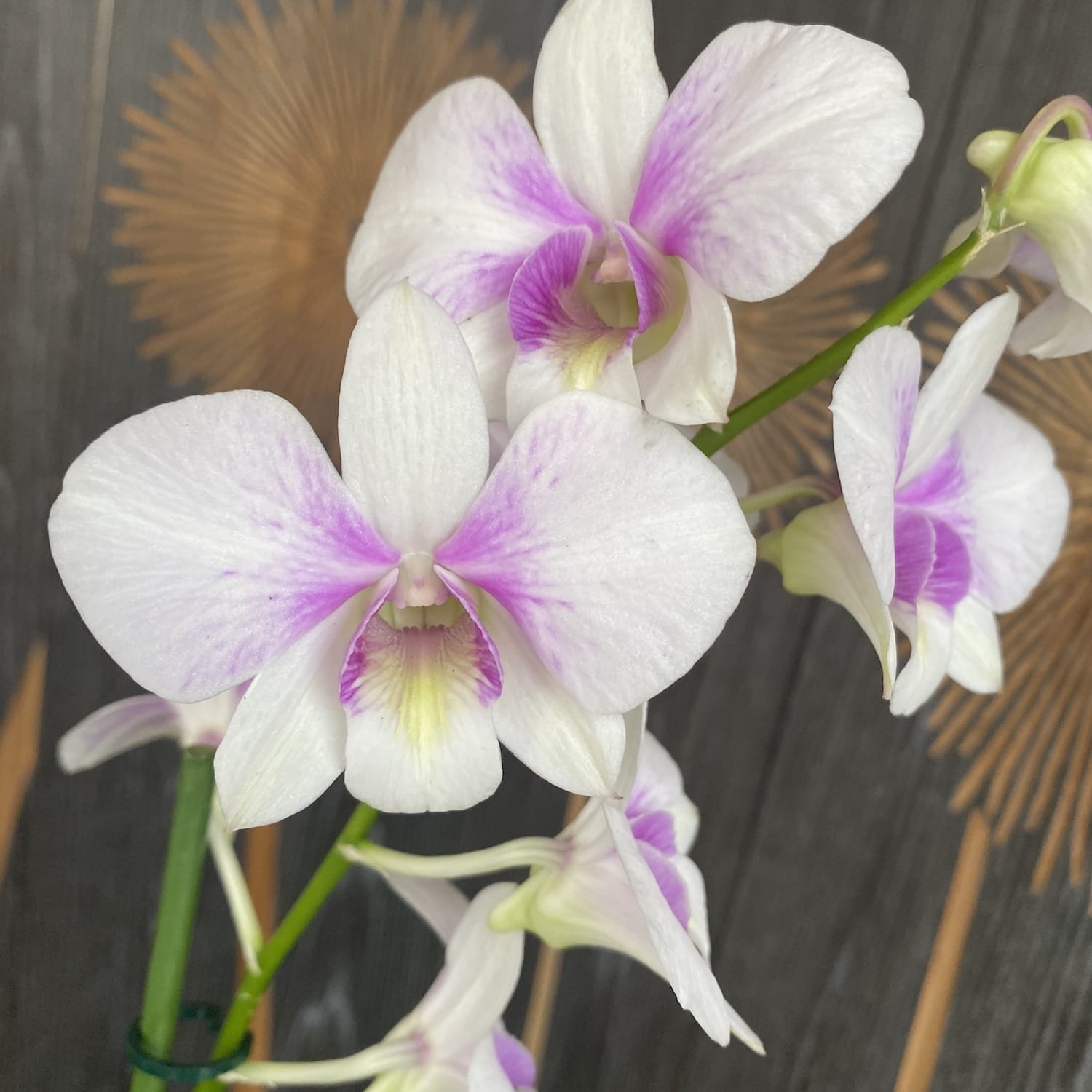 Dendrobium Phalaenopsis Konfetti Überraschung