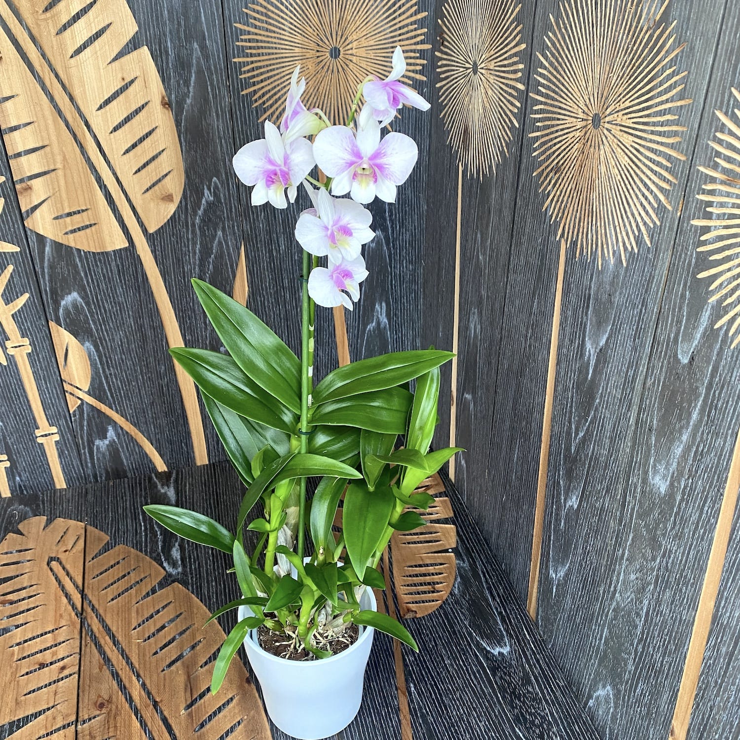 Dendrobium Phalaenopsis Konfetti Überraschung