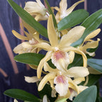 Dendrobium Stardust 'Chyomi'