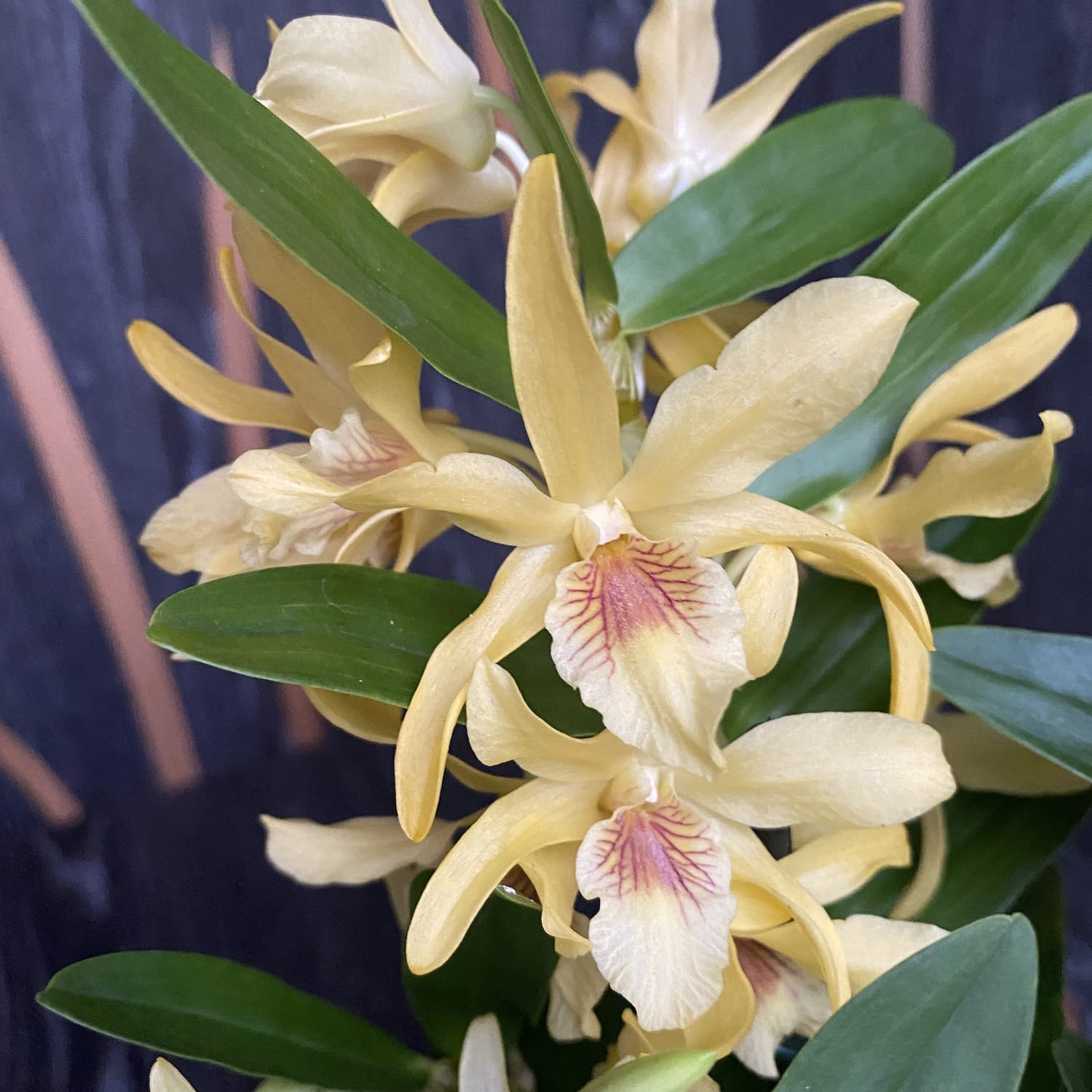 Dendrobium Stardust 'Chyomi'