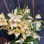 Dendrobium Stardust 'Chyomi'