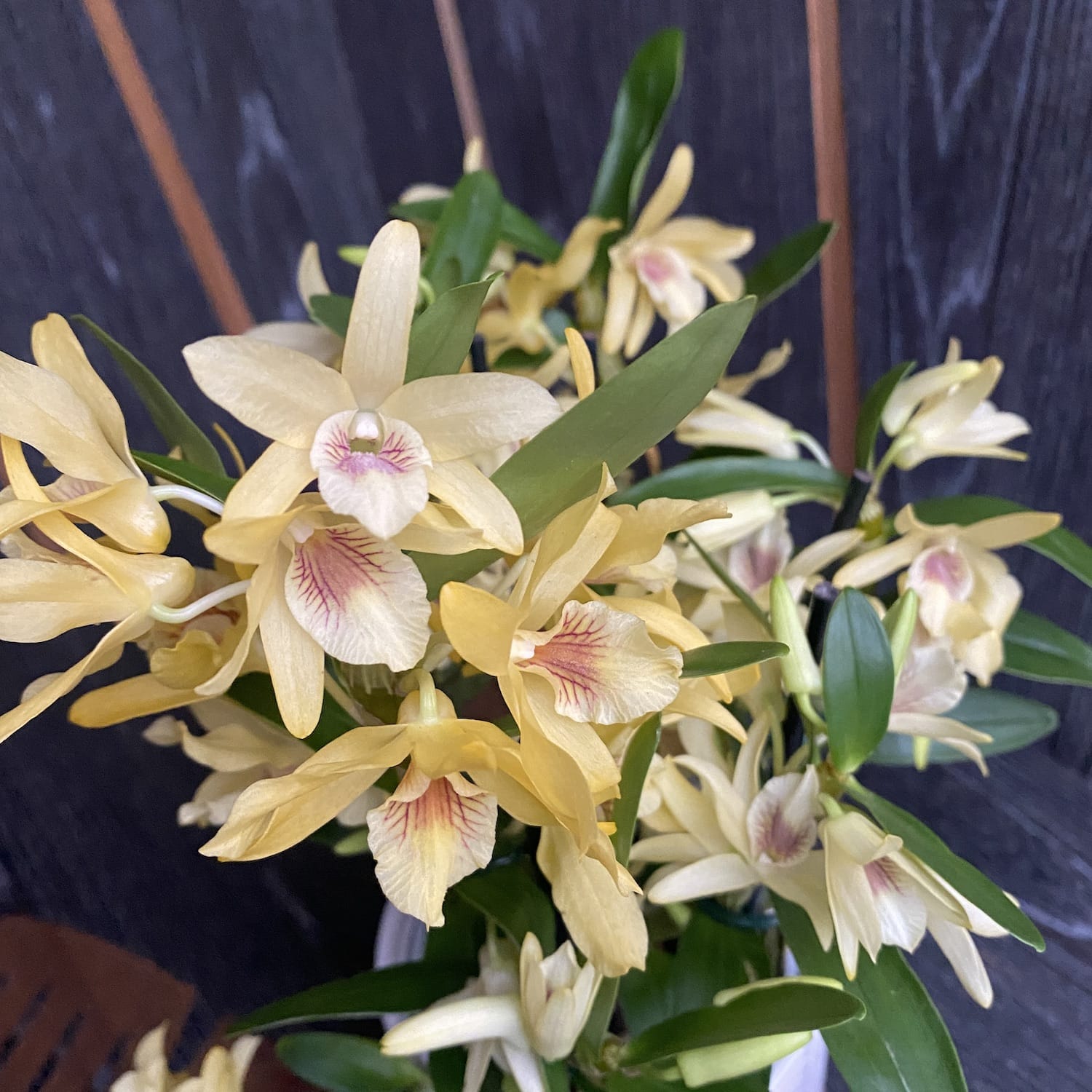 Dendrobium Stardust 'Chyomi'