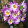 Dendrobium Wave King
